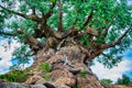 The Tree of Life at Disney`s Animal Kingdom Royalty Free Stock Photo