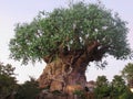 Tree of Life at Disney`s Animal Kingdom Park, near Orlando, Florida Royalty Free Stock Photo