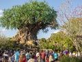 Tree of Life, Disney World, Travel, Animal Kingdom Royalty Free Stock Photo