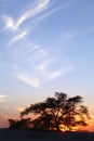 Tree of life on dramatic clouds during sunset, Bahrain Royalty Free Stock Photo