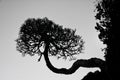 The tree of life grows sideways