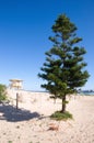 Tree and life guard tower on a beach Royalty Free Stock Photo