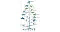 The Tree of Life illustrates biological evolution Royalty Free Stock Photo