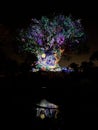 The Tree of Life at Night, Animal Kingdom, Orlando Florida