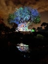 The Tree of Life at Night, Animal Kingdom, Orlando Florida
