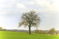 A tree of life (Quercus robur) with a tiny house in a background