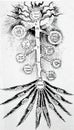 alchemical hermetic illustration of the phyrotic tree of life by robert fludd