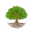 Tree of Life or Tree and roots vector with round shape Royalty Free Stock Photo