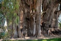 Tree of LIfe Trunk