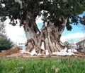 The Tree of Life in winter