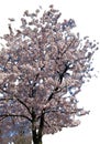 Tree with light cherry blossoms with very evident dark brown branches.