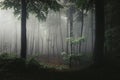 Tree in light in foggy forest. Darkness around it. Trail in light