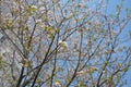 Tree of light pink sakura flowers blossom under the blue sky Royalty Free Stock Photo