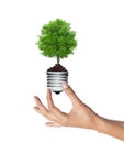 Tree in a lightbulb in woman hand over white