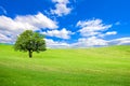 A tree on a lighted green hill under a blue sky with clouds Royalty Free Stock Photo