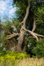 Tree after lightning strikes