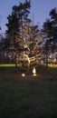 Tree lights darkness horrortree nature Royalty Free Stock Photo