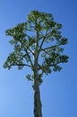 Tree-like flower stalk of agave plant