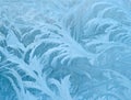Tree like fractal blue ice winter decoration on a window natural