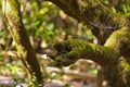 Tree like a hand at rainforest - La Gomera - Canary Spain