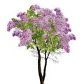 Tree lilac blossom on white