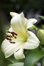 Tree Lily Blossom, common name - Garden Affair Royalty Free Stock Photo