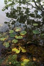 Tree and lily pads by the riverside and their reflections casted on the water on a sunny day in the italian countryside Royalty Free Stock Photo