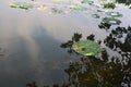 Tree and lily pads by the riverside and their reflections casted on the water on a sunny day in the italian countryside Royalty Free Stock Photo