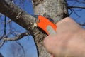 Tree Limb Being Properly Pruned