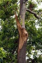 Tree damage after storm Royalty Free Stock Photo