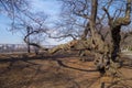 Tree and tree limb growing toward street light in central park in late winter early spring day