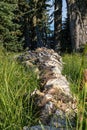 tree limb lating on the ground in tall grass Royalty Free Stock Photo