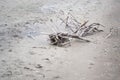 Tree Limbs And Branches In The Sand