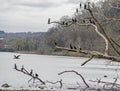 A flock of Cormorants cover the dead limbs of a tree. Royalty Free Stock Photo