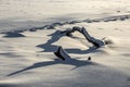 Tree limbs on a frozen lake Royalty Free Stock Photo