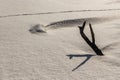 Tree limbs on a frozen lake on a frosty morning Royalty Free Stock Photo