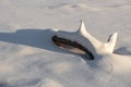 Tree limbs on a frozen lake Royalty Free Stock Photo