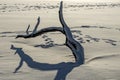 Tree limbs on a frozen lake Royalty Free Stock Photo