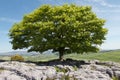 A Tree on Limestone in Spring Royalty Free Stock Photo