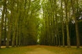 Tree line of autumn landscape