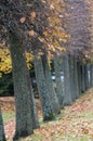 Tree line in autumn. Petergof Lower Park. Russia