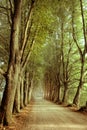 Tree line countryside road Royalty Free Stock Photo