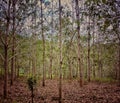 Tree Line Dendrophobia Royalty Free Stock Photo