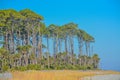 Tree line and duns on Hunting Island. A Barrier Island on the Atlantic Ocean, Beaufort County, South Carolina Royalty Free Stock Photo