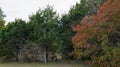 Autumn Tree Line