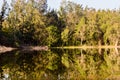 Tree line reflection on lake