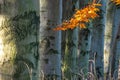 tree line trunks of old beech trees standing in the forest with autumn colored orange leaves and branches in the Czech Republic Royalty Free Stock Photo