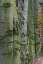 tree line trunks of old beech trees standing in the forest with autumn colored orange leaves and branches in the Czech Republic Royalty Free Stock Photo