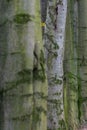 tree line trunks of old beech trees standing in the forest with autumn colored orange leaves and branches in the Czech Republic Royalty Free Stock Photo