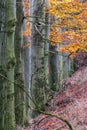 tree line trunks of old beech trees standing in the forest with autumn colored orange leaves and branches in the Czech Republic Royalty Free Stock Photo